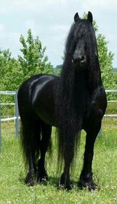 a large black horse standing on top of a lush green field