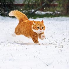 an orange and white cat running in the snow with it's front paws up