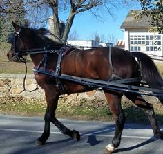 a brown horse pulling a carriage down a street with trees in the back ground and houses in the background