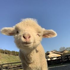 a close up of a sheep in a fenced in area looking at the camera