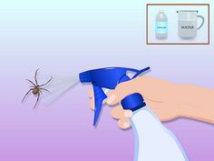 a hand holding a blue sprayer spraying water on a spider