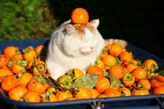 a white cat with oranges on its head sitting in a blue container filled with fruit