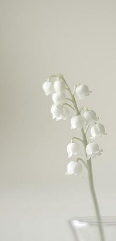 a white flower in a clear glass vase