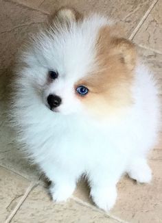 a small white and brown dog sitting on top of a tile floor