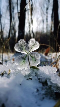 a four - leafed plant sprouts out of the snow in front of some trees