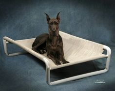 a dog is sitting in a bed on a blue background