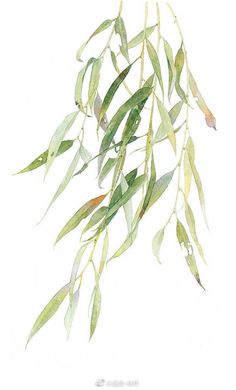 watercolor painting of green leaves on white background