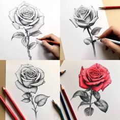 the process of drawing a rose with pencils is shown in four different stages, including color