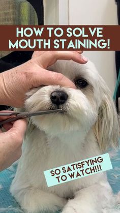 Caroline Donoghue : Dog groomer/ pet industry influencer on Instagram: "🐶🐩SAVE THIS ONE NOW!🐩🐶 ⭐️FOLLOW NOW FOR MORE PRO GROOMING TIPS⭐️👉👉👉@lovemuddoglady It’s one of the things I’m asked most often… “How do you get rid of mouth staining on white dogs?” Unfortunately you can’t solve it completely, but you can take steps to make it less visible… 🧬🧬 THE SCIENCE BIT!🧬🧬 All dogs have some level of tear or mouth staining, but it’s annoyingly much more visible on the white coats! WAHT CAUSES IT?: “Porphyrin is a naturally occurring substance in the tears and saliva and tends to show up as a pink/brown colour where your pet has licked, dribbled or produced lots of tears. The staining of the fur itself is of no actual harm to your pet; however, it is important to get to the bottom of w Labradoodle Grooming, Dog Den, White Coats, Dog Grooming Tips, Poodle Grooming, Dog Haircuts, Dog Enrichment