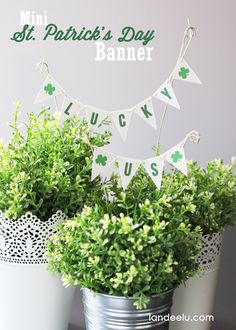 two potted plants are sitting in front of a st patrick's day banner