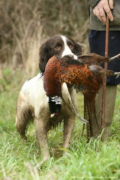 a dog holding a pheasant in its mouth while standing next to a person