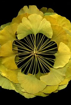 a yellow flower with green leaves in the center and black background, viewed from above