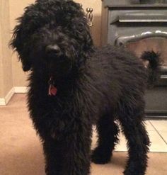 a small black dog standing in front of a fire place with its tongue hanging out