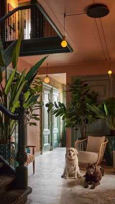 two dogs are sitting on the floor in front of a staircase and potted plants