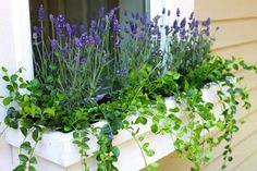 purple flowers are in the window sill with green plants growing out of it's windowsill