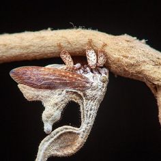 an insect with its mouth open on top of a tree branch in front of a black background