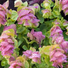 pink and green flowers with water droplets on them