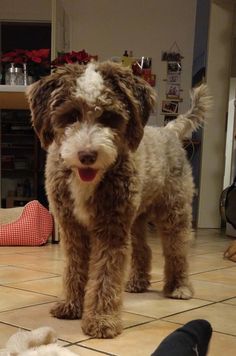 a brown and white dog standing on top of a tile floor next to a person