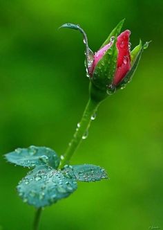 a single red rose with water droplets on it's petals and green foliage in the background