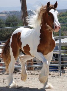 a brown and white horse running in an enclosure