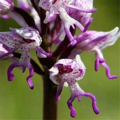 Monkey Orchid, Monkey Face, Cute Monkey, Unusual Flowers, Creative Gardening, Random Pictures, Cactus Y Suculentas, Like Animals, Feeling Down