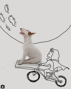 a dog sitting on top of a table next to a person riding a bike and an object floating in the air