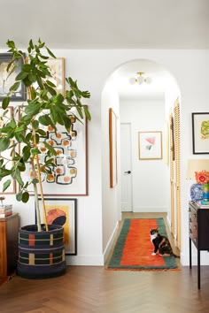 a cat sitting on the floor in front of a potted plant and framed pictures