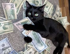 a black cat laying on top of a pile of money