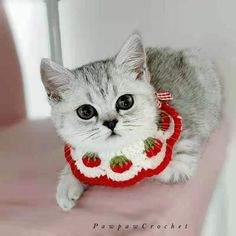 a gray and white cat laying on top of a bed