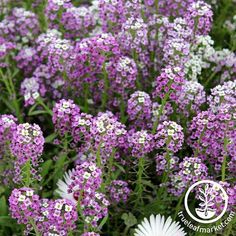 Alyssum Wonderland Series Lavender Seed Alyssum Flower, Alyssum Flowers, Cabbage Flowers, Ground Cover Plants, Plant Spacing, Annual Flowers, Seed Company, Balloon Flowers, Wildflower Seeds