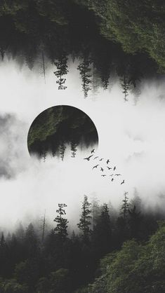 an image of birds flying in the air over trees and foggy ground with mountains