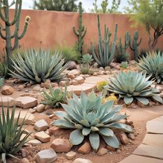 many different types of cactus in a garden