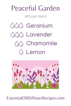 The Peaceful Garden essential oil diffuser recipe combines rich and soft florals with bright citrus for a happy, yet relaxing blend. The Peaceful Garden essential oil diffuser blend contains geranium, lavender, chamomile, and lemon essential oils. I may earn a commission on sales from the products listed in this pin. Peaceful Garden, Young Living Essential Oils Recipes