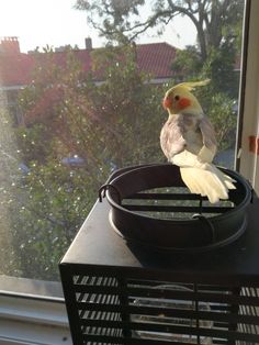 a yellow and white bird sitting on top of a window sill