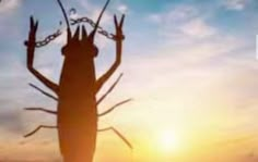 a large insect standing on top of a sandy beach next to the ocean at sunset