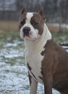 a brown and white dog standing in the snow