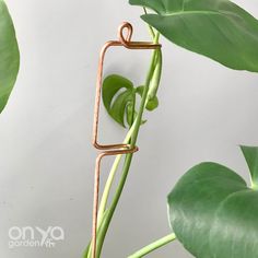 a close up of a plant with a metal object on it's end and leaves in the background