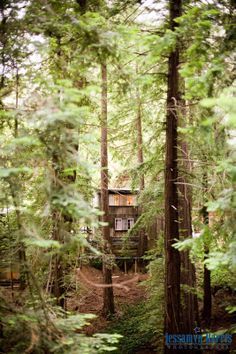 a cabin nestled in the woods surrounded by tall trees