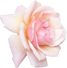 a pink and white rose is shown on a white background