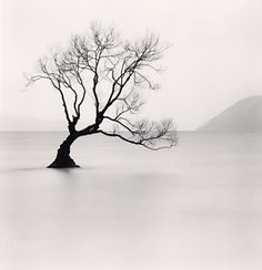 black and white photograph of a lone tree in the middle of an empty body of water