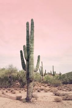 a large cactus in the middle of a desert with pink sky behind it and clouds overhead