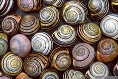 many different types of snails are shown here in this photo, and they look like they have spirals on them