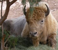 an animal that is laying down in the grass next to a tree and some bushes