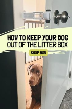 a brown dog sitting in front of a door with the words how to keep your dog out of the litter box shop now