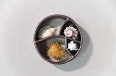 an arrangement of seashells and sea urchins in a metal container on a white surface