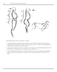 an instruction manual for how to draw the torso and lower body, with instructions on how to