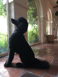 a black dog sitting on top of a red tile floor next to a window with an arched doorway