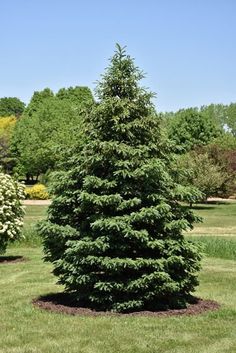 a small evergreen tree in the middle of a field