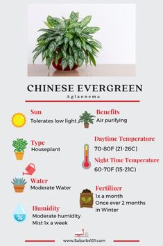 a poster showing the different types of plants