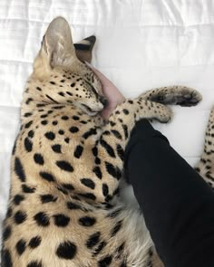 a person petting a cheetah laying on top of a white bed sheet